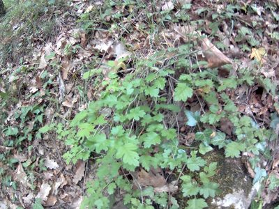 Crataegus microphylla, photographed by Михаил Орлов