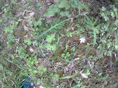 Geranium asphodeloides, photographed by Михаил Орлов