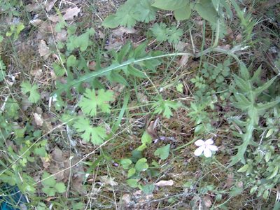 Geranium asphodeloides, photographed by Михаил Орлов