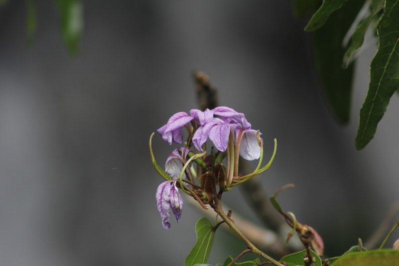 Bauhinia bartlettii, photographed by Juan Cruzado Cortés