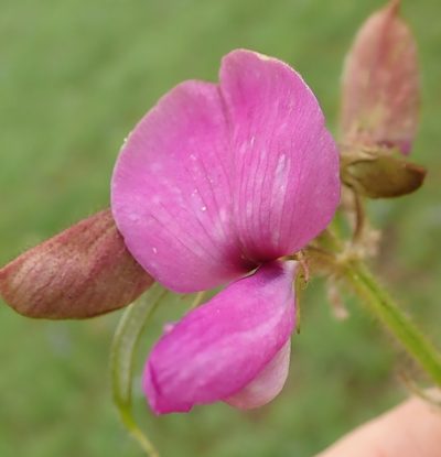 Tephrosia macropoda, photographed by Peter Warren