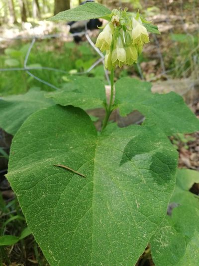 Symphytum cordatum, photographed by Patrycja Wira