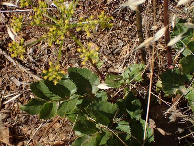 Tauschia arguta, photographed by George Williams
