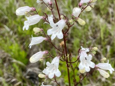 Penstemon multiflorus, photographed by Dwight Kingsbury