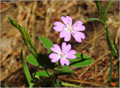 Eudianthe coeli-rosa, photographed by Aissa Djamel Filali