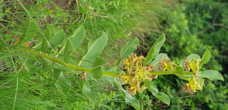Pachycarpus appendiculatus, photographed by Suvarna Parbhoo Mohan