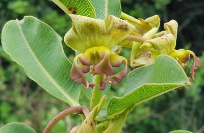 Pachycarpus appendiculatus, photographed by Suvarna Parbhoo Mohan