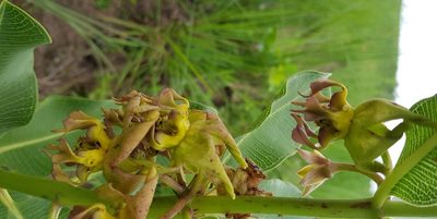 Pachycarpus appendiculatus, photographed by Suvarna Parbhoo Mohan