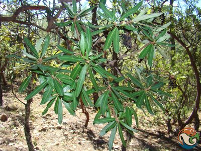 Comarostaphylis polifolia, photographed by Eugenio Padilla