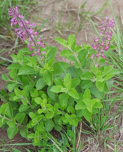Ocimum serratum, photographed by Suvarna Parbhoo Mohan