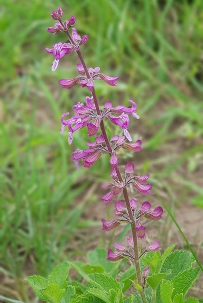 Ocimum serratum, photographed by Suvarna Parbhoo Mohan