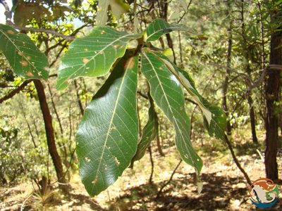 Quercus magnoliifolia, photographed by Eugenio Padilla