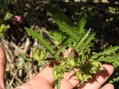 Malope malacoides, photographed by Aissa Djamel Filali