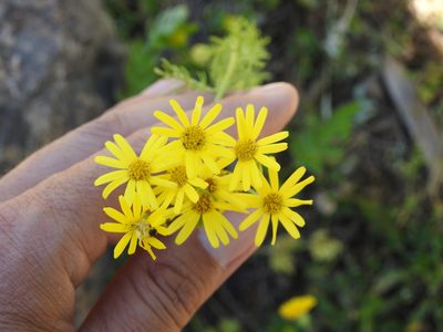 Jacobaea delphiniifolia, photographed by Aissa Djamel Filali