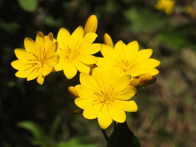 Blackstonia grandiflora, photographed by Aissa Djamel Filali