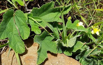 Cucumis hirsutus, photographed by Suvarna Parbhoo Mohan