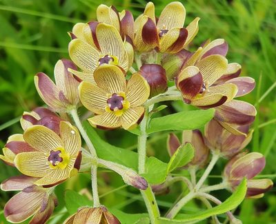 Schizoglossum hamatum, photographed by Suvarna Parbhoo Mohan