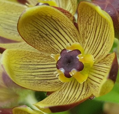 Schizoglossum hamatum, photographed by Suvarna Parbhoo Mohan