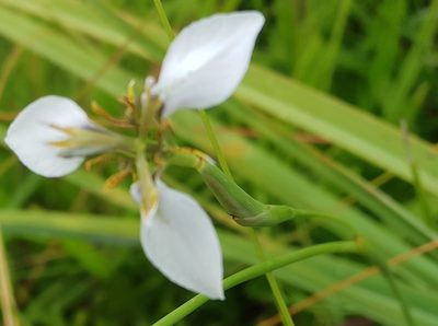Moraea brevistyla, photographed by Suvarna Parbhoo Mohan