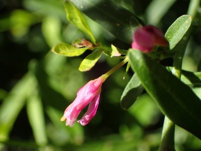Rhinotropis cornuta, photographed by George Williams