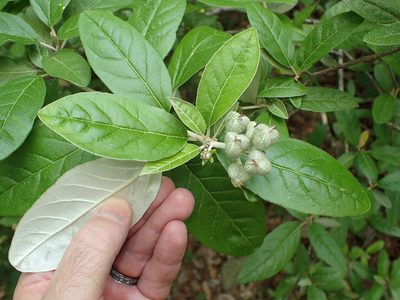 Croton alabamensis, photographed by John P Friel