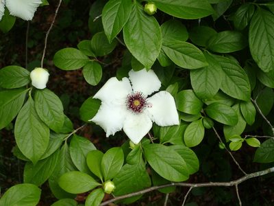 Stewartia malacodendron, photographed by John P Friel