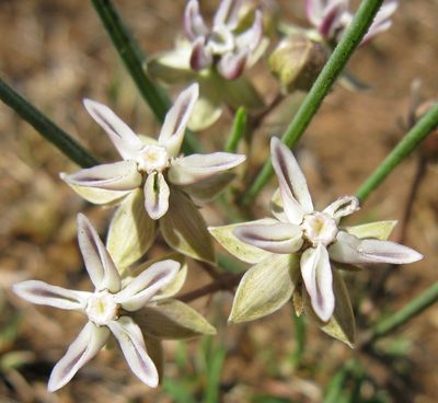 Asclepias stellifera, photographed by Suvarna Parbhoo Mohan