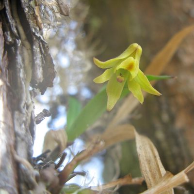 Polystachya ottoniana, photographed by Suvarna Parbhoo Mohan