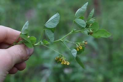 Medicago platycarpos, photographed by Nina Filippova