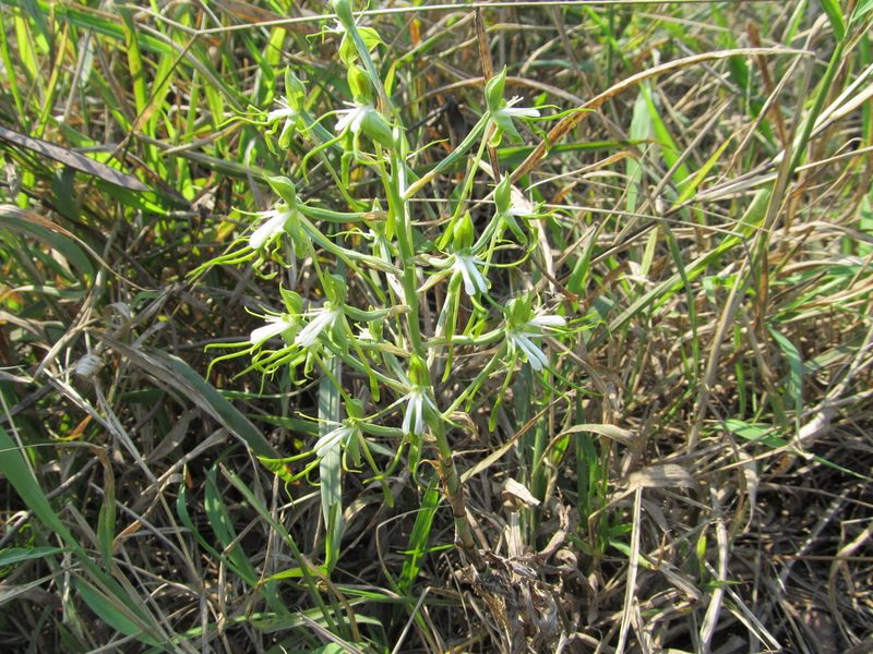 Bonatea porrecta, photographed by Suvarna Parbhoo Mohan