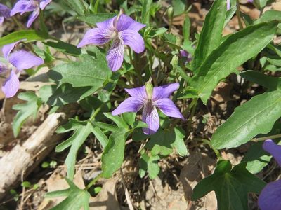 Viola egglestonii, photographed by Annie Bélair