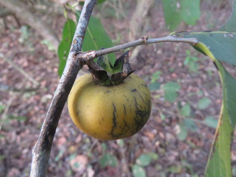 Diospyros rosei, photographed by Alexis López Hernández