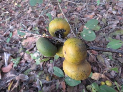 Diospyros rosei, photographed by Alexis López Hernández