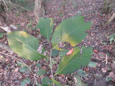 Diospyros rosei, photographed by Alexis López Hernández