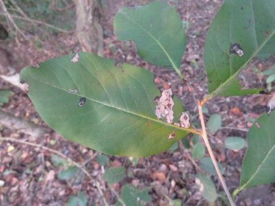 Diospyros rosei, photographed by Alexis López Hernández