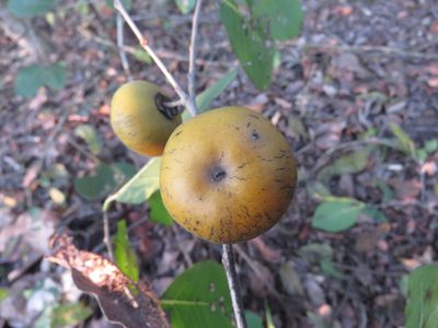 Diospyros rosei, photographed by Alexis López Hernández