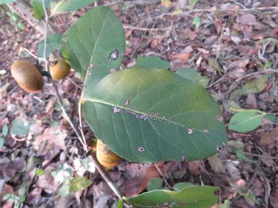 Diospyros rosei, photographed by Alexis López Hernández