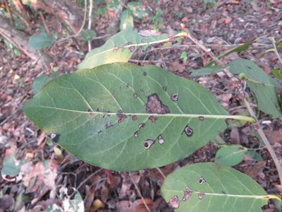 Diospyros rosei, photographed by Alexis López Hernández
