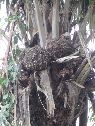 Phytelephas aequatorialis, photographed by Jens-Christian Svenning