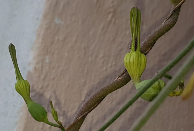 Ceropegia cycniflora, photographed by Suvarna Parbhoo Mohan