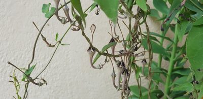 Ceropegia cycniflora, photographed by Suvarna Parbhoo Mohan