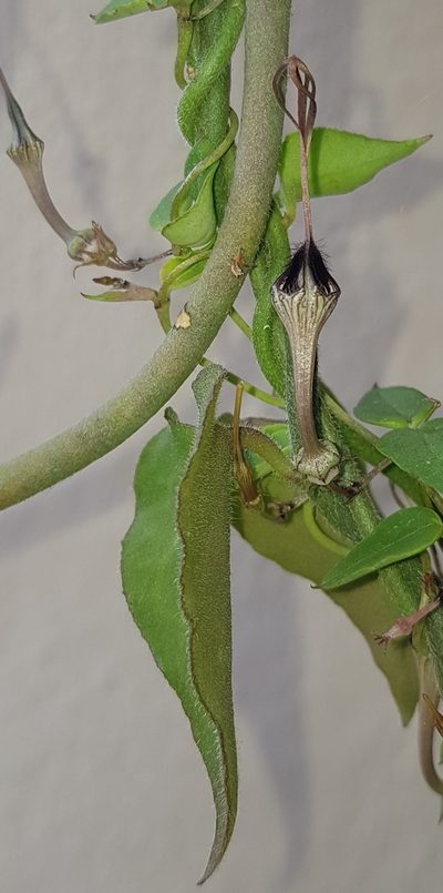 Ceropegia cycniflora, photographed by Suvarna Parbhoo Mohan