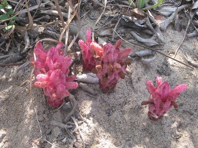 Hyobanche fulleri, photographed by Suvarna Parbhoo Mohan