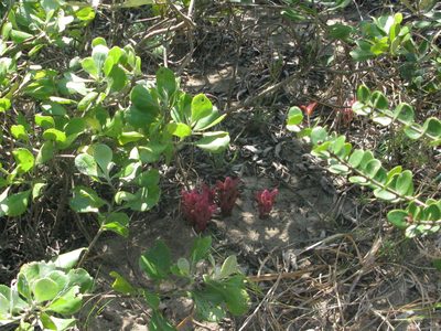 Hyobanche fulleri, photographed by Suvarna Parbhoo Mohan