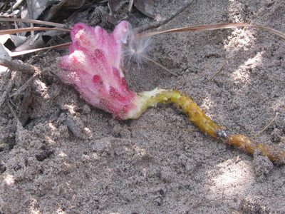 Hyobanche fulleri, photographed by Suvarna Parbhoo Mohan