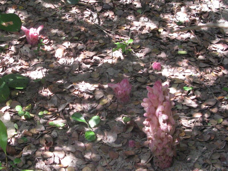 Hyobanche fulleri, photographed by Suvarna Parbhoo Mohan