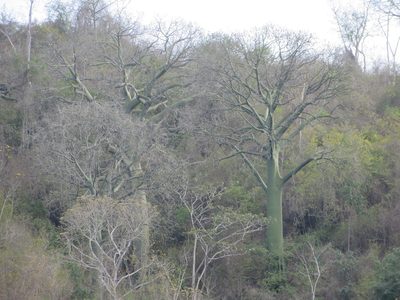 Ceiba trischistandra, photographed by Jens-Christian Svenning