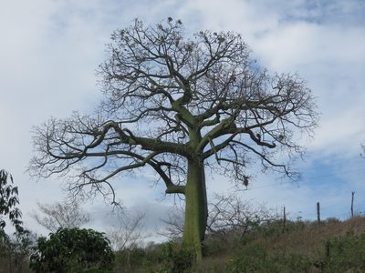 Ceiba trischistandra, photographed by Jens-Christian Svenning