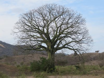 Ceiba trischistandra, photographed by Jens-Christian Svenning