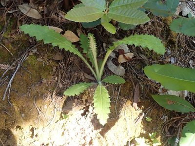 Cirsium brevistylum, photographed by joergmlpts